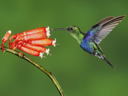 colibrí alimentandose