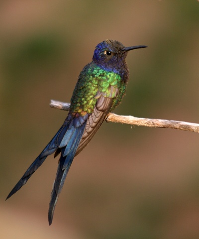 Significado del colibrí » COLIBRIPEDIA