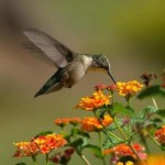 colibri alimentandose