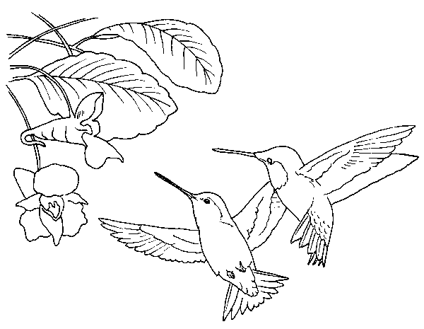 dibujo de dos colibríes