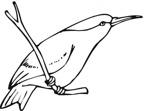 colibri posado para colorear