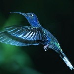 colibri azul