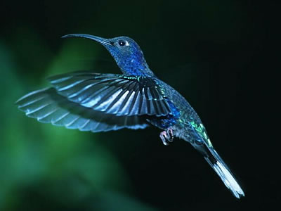 colibri azul
