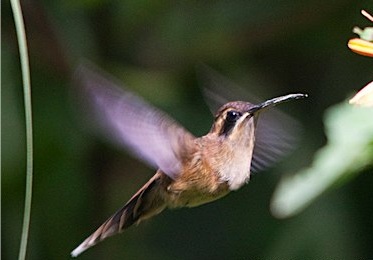 colibri ermitaño golirayado