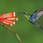 colibrí alimentandose