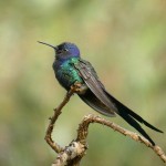 colibri golondrina