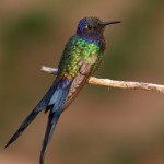 colibri tijereta