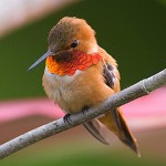 colibri rufo
