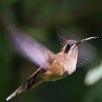 colibri ermitaño golirayado