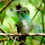 colibri de capucha azul