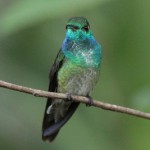 colibri diamante